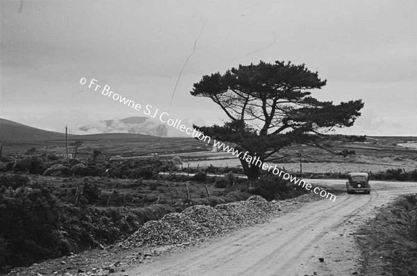 ATLANTIC DRIVE TREE AT ROADSIDE